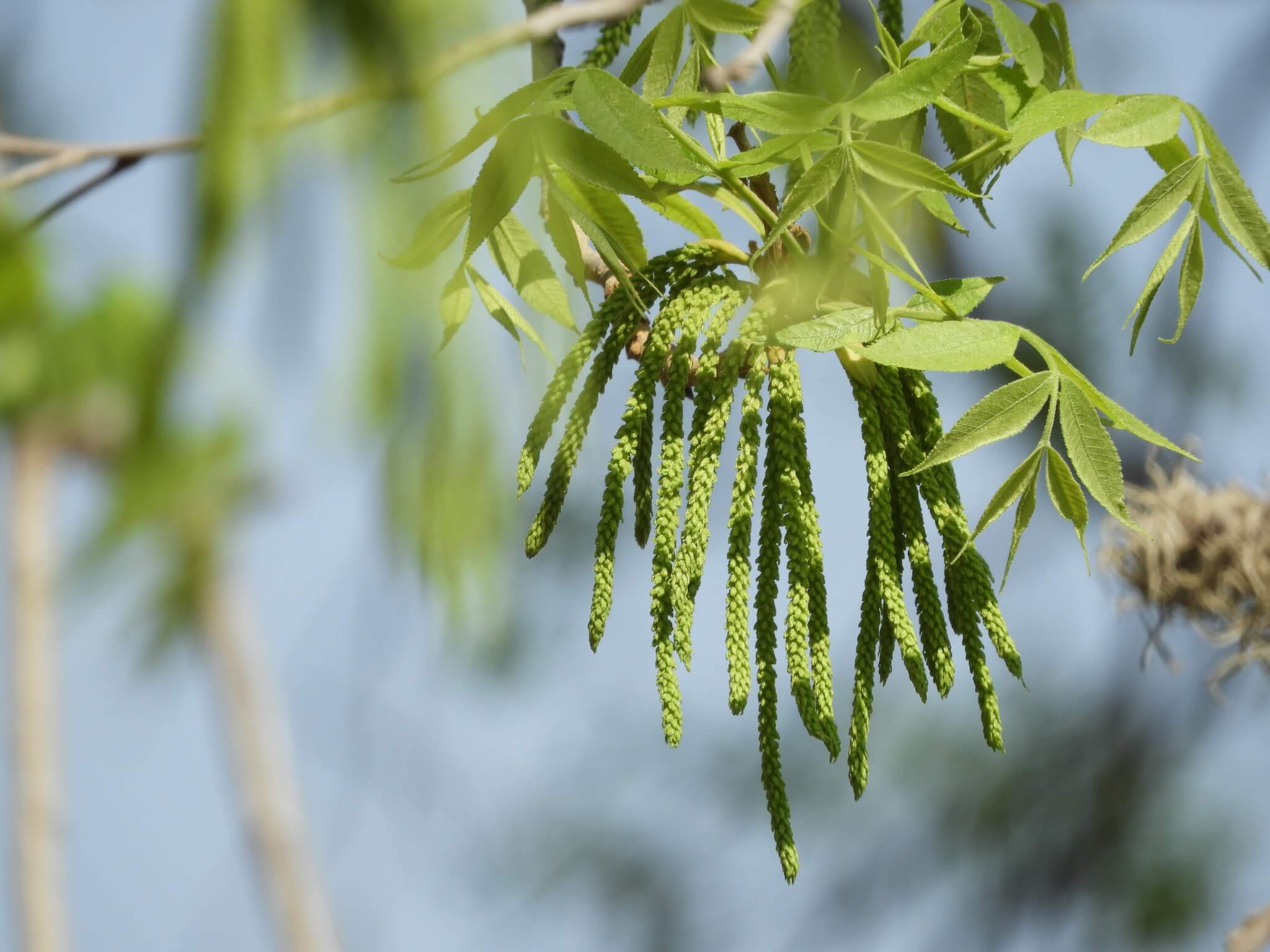 Carya illinoinensis